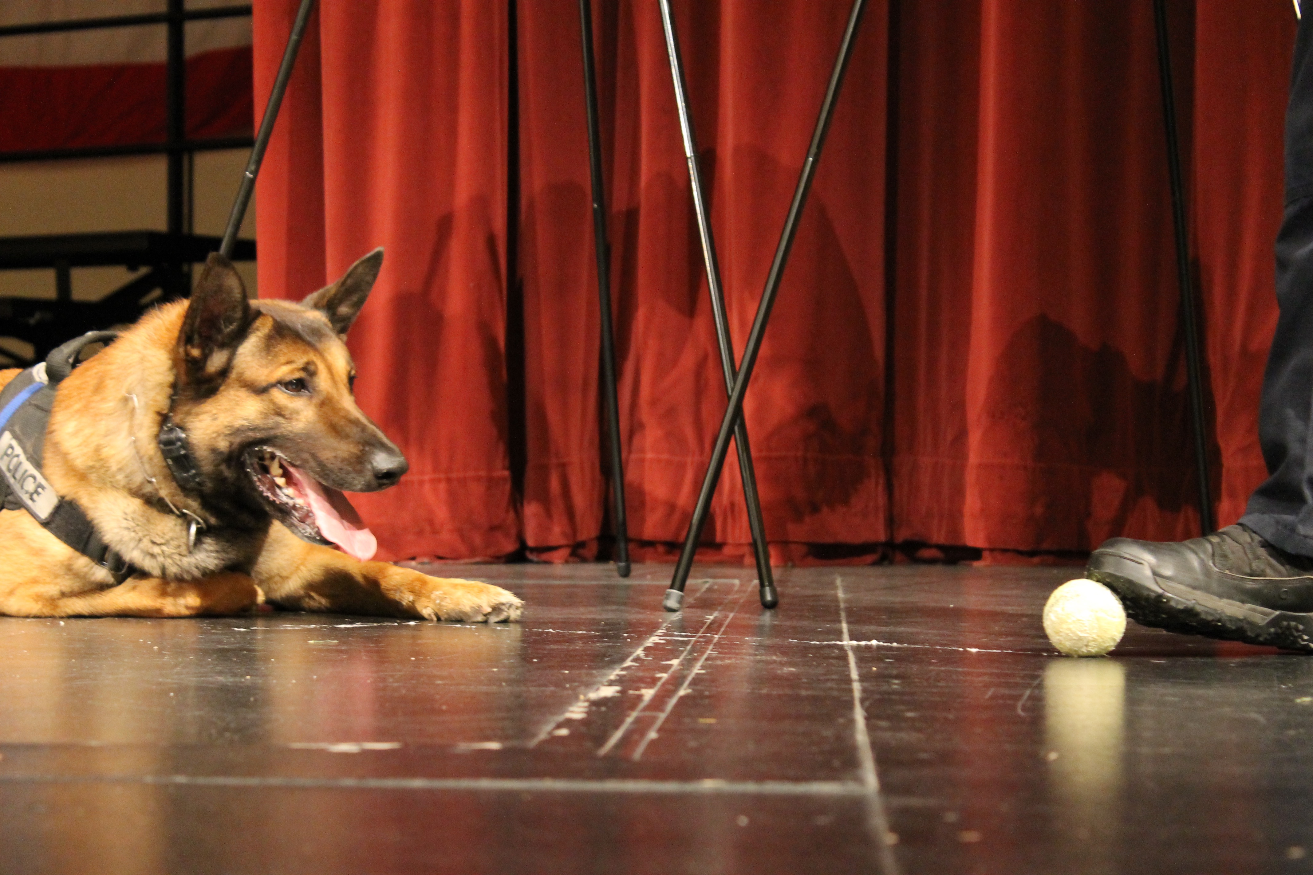 K-9 officer Reno entertains and educates Girls Staters; demonstrates the importance of canines in police forces