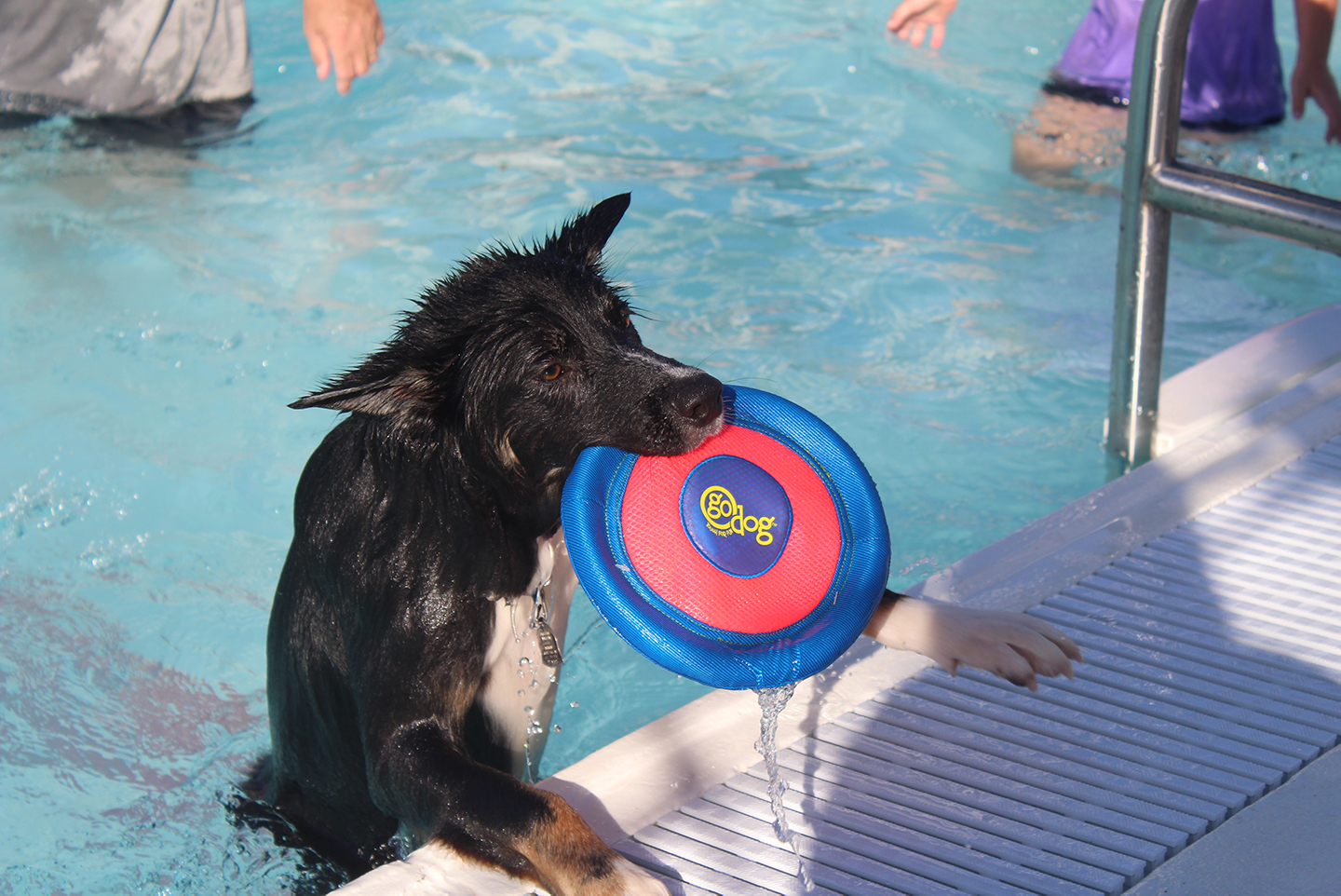 Pooch Plunge sends summer pool season out with a bark