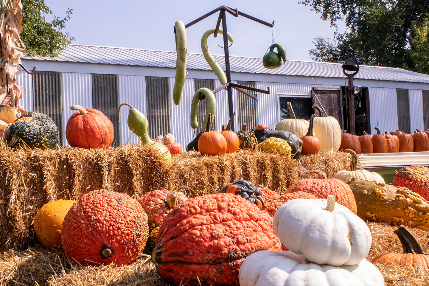 Morse’s Farm Market brings local flavor to produce