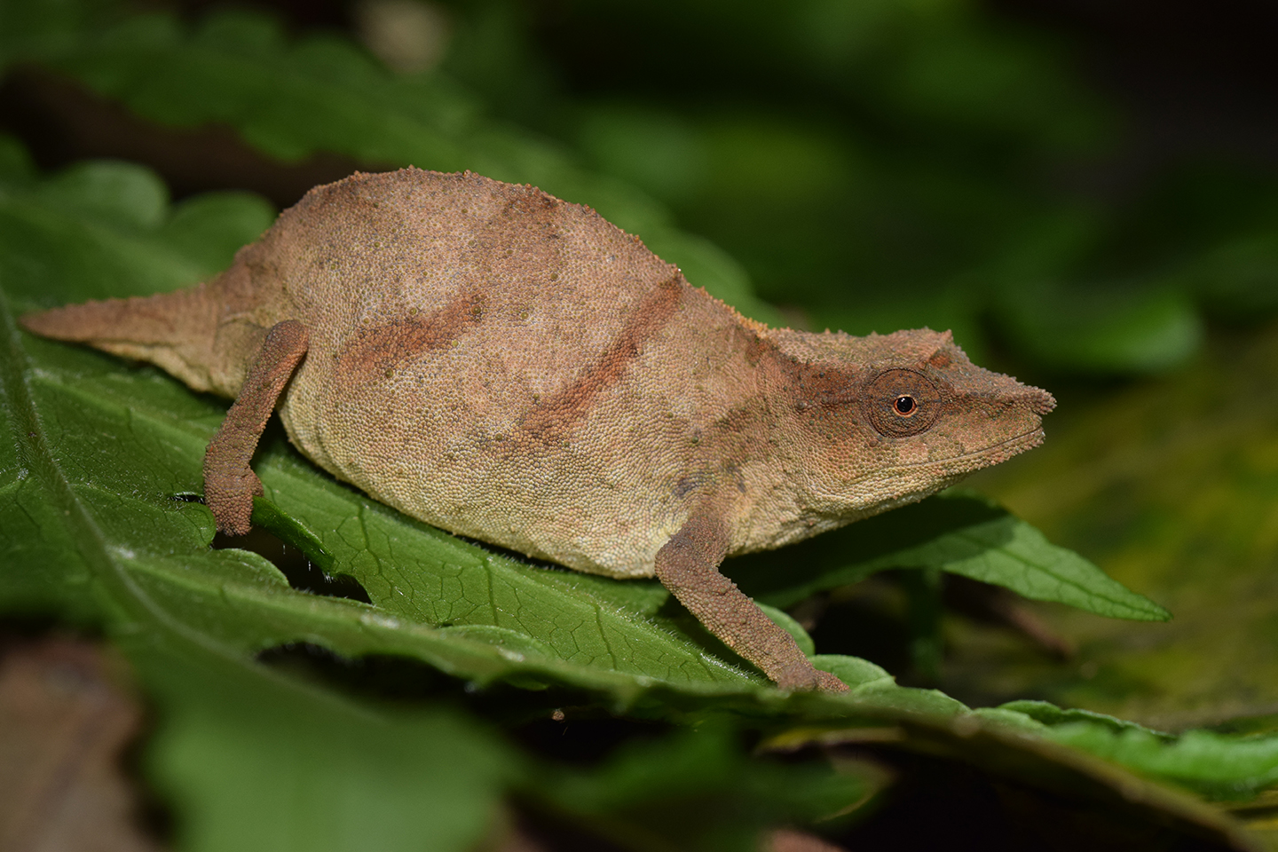 USD professor works to save chameleon species from extinction