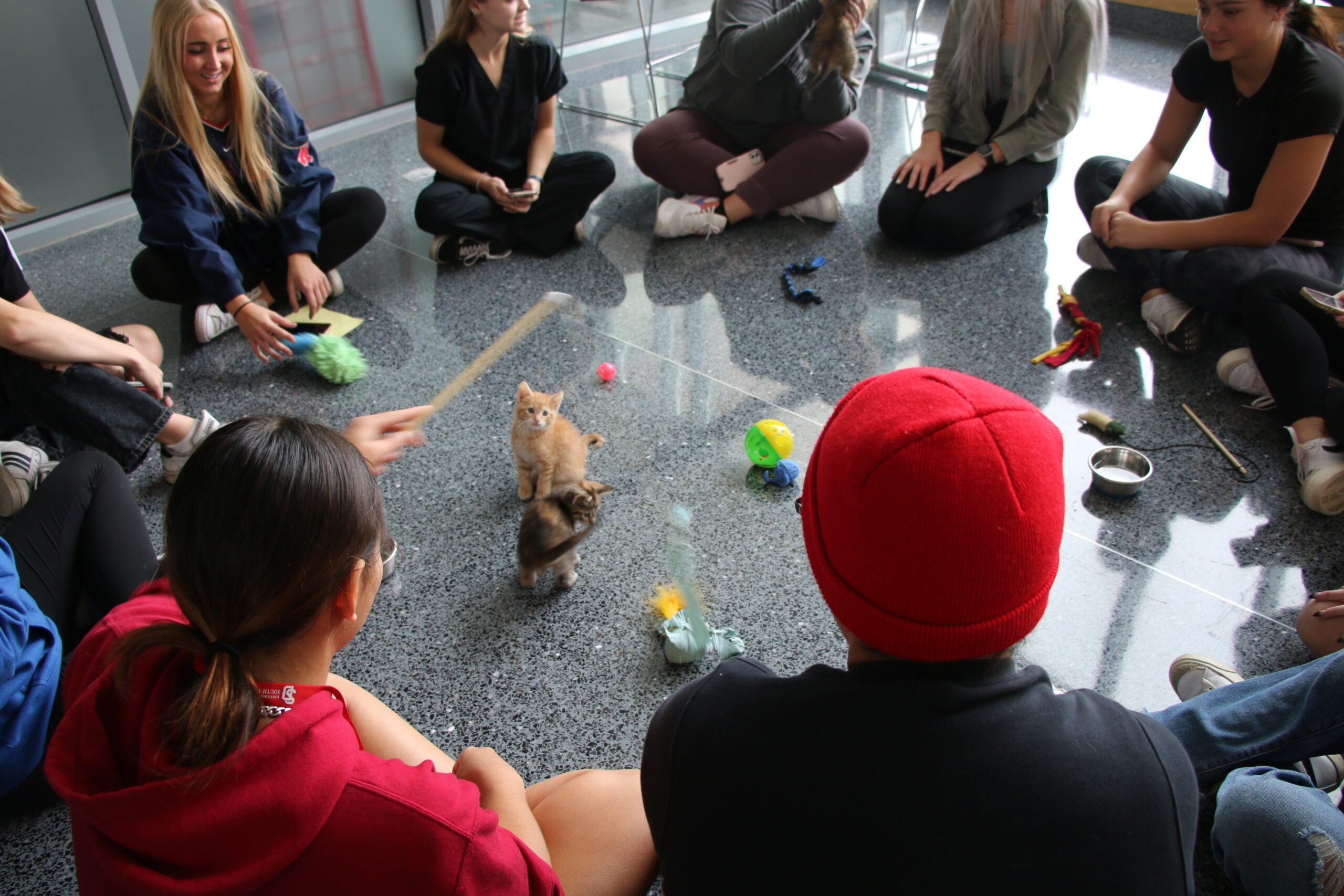 The Cat Cafe De-stresses Students