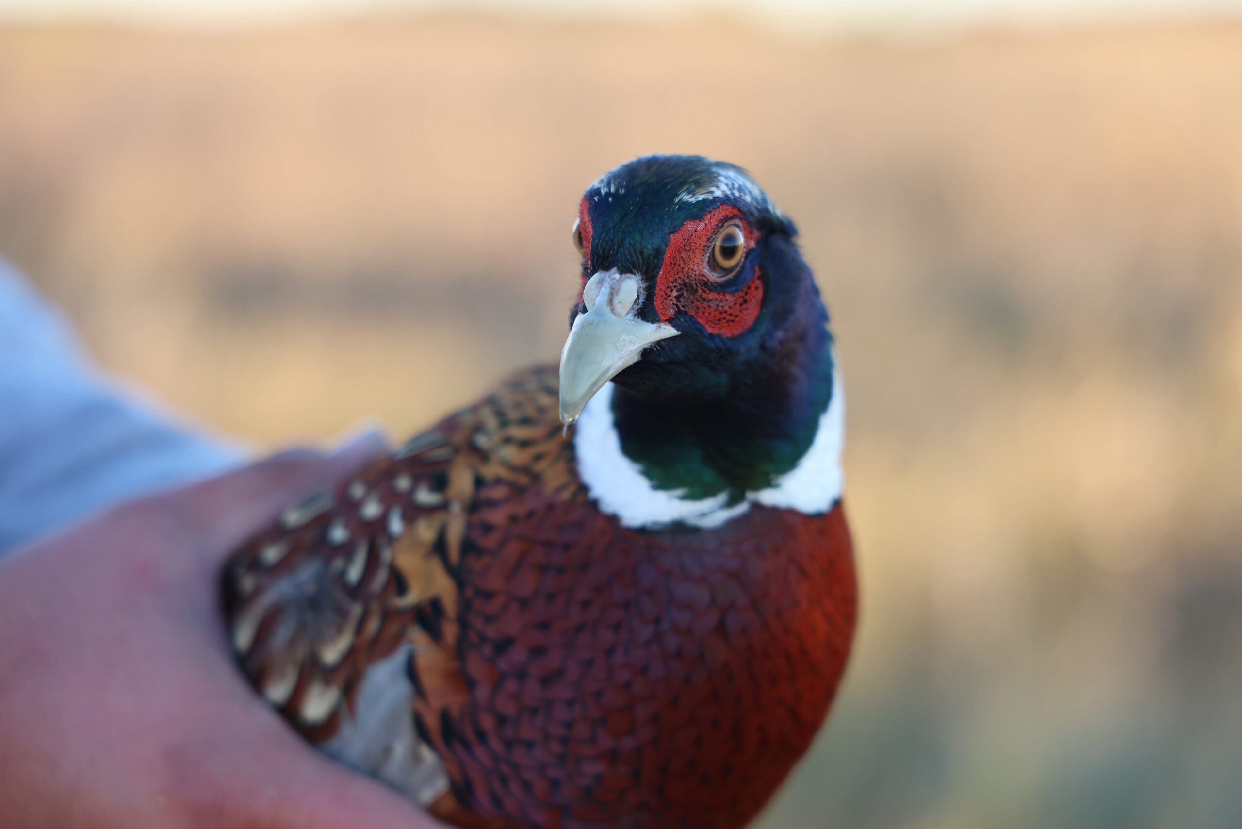 Striving for a bird safe campus and community